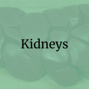 Kidneys