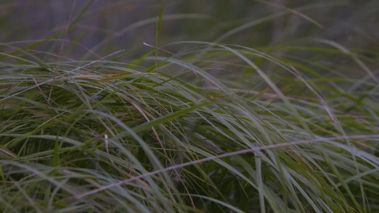 Loughmountain Farm Organic Beef & Lamb Co. Galway